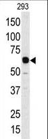 APOBEC1 Antibody - Western blot of anti-Apobec1 Antibody in 293 cell line lysates (35 ug/lane). Apobec1(arrow) was detected using the purified antibody.