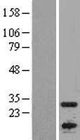 APOBEC1 Protein - Western validation with an anti-DDK antibody * L: Control HEK293 lysate R: Over-expression lysate