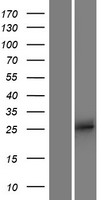 APOBEC2 Protein - Western validation with an anti-DDK antibody * L: Control HEK293 lysate R: Over-expression lysate