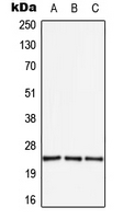 APOBEC3A Antibody - Western blot analysis of APOBEC3A expression in HEK293T (A); SP2/0 (B); H9C2 (C) whole cell lysates.
