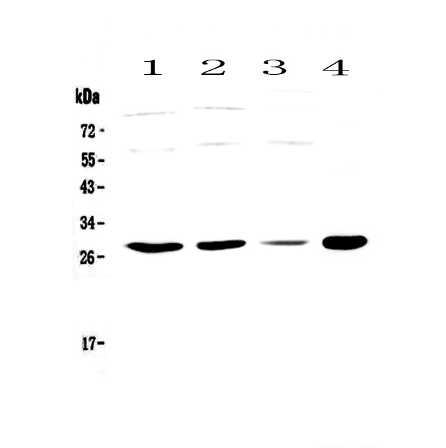 APOBEC3A Antibody - Western blot - Anti-PHO1 Picoband antibody