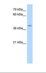 APOBEC3B Antibody - HepG2 cell lysate. Antibody concentration: 0.25 ug/ml. Gel concentration: 12%.  This image was taken for the unconjugated form of this product. Other forms have not been tested.