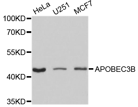 APOBEC3B Antibody - Western blot analysis of extracts of various cell lines.