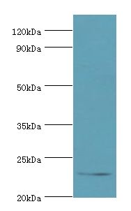 APOBEC3C Antibody - Western blot. All lanes: APOBEC3C antibody at 3 ug/ml+K562 whole cell lysate. Secondary antibody: Goat polyclonal to rabbit at 1:10000 dilution. Predicted band size: 23 kDa. Observed band size: 23 kDa.