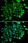 APOBEC3C Antibody - Immunofluorescence analysis of U20S cells.