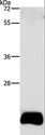 APOBEC3C Antibody - Western blot analysis of PC3 cell, using APOBEC3C Polyclonal Antibody at dilution of 1:420.