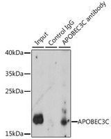 APOBEC3C Antibody - Immunoprecipitation analysis of 200ug extracts of K-562 cells, using 3 ug APOBEC3C antibody. Western blot was performed from the immunoprecipitate using APOBEC3C antibody at a dilition of 1:1000.