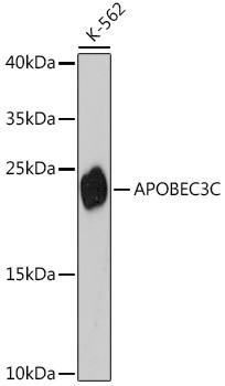 APOBEC3C Antibody - Western blot analysis of extracts of K-562 cells using APOBEC3C Polyclonal Antibody at dilution of 1:3000.