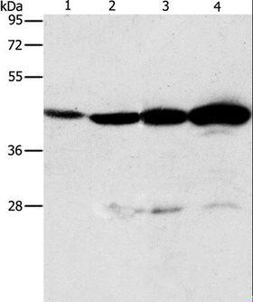 APOBEC3D Antibody - Western blot analysis of Mouse thymus tissue and A549 cell, Lovo and K562 cell, using APOBEC3D Polyclonal Antibody at dilution of 1:580.