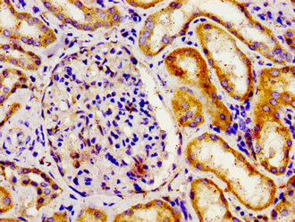 APOBEC3D Antibody - Immunohistochemistry image of paraffin-embedded human kidney tissue at a dilution of 1:100