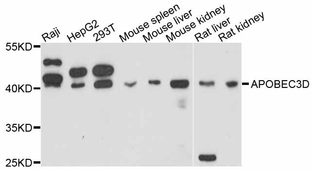 APOBEC3D Antibody - Western blot analysis of extracts of various cell lines, using APOBEC3D antibody at 1:3000 dilution. The secondary antibody used was an HRP Goat Anti-Rabbit IgG (H+L) at 1:10000 dilution. Lysates were loaded 25ug per lane and 3% nonfat dry milk in TBST was used for blocking. An ECL Kit was used for detection and the exposure time was 60s.