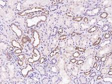 APOBEC3D Antibody - Immunochemical staining of human APOBEC3D in human kidney with rabbit polyclonal antibody at 1:100 dilution, formalin-fixed paraffin embedded sections.