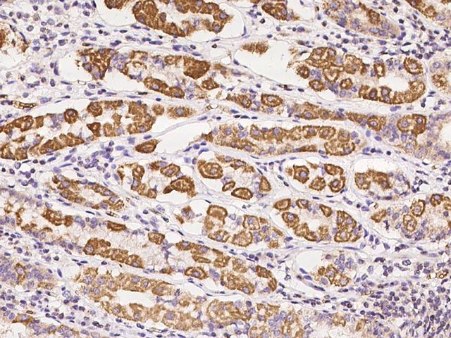APOBEC3D Antibody - Immunochemical staining of human APOBEC3D in human stomach with rabbit polyclonal antibody at 1:100 dilution, formalin-fixed paraffin embedded sections.