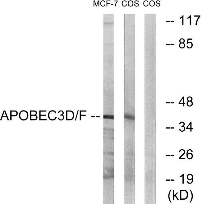 APOBEC3D + APOBEC3F Antibody - Western blot analysis of extracts from MCF-7 cells and COS-7cells, using APOBEC3D/F antibody.