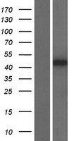 APOBEC3D Protein - Western validation with an anti-DDK antibody * L: Control HEK293 lysate R: Over-expression lysate