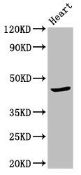APOBEC3F / ARP8 Antibody - Positive Western Blot detected in Mouse heart tissue. All lanes: APOBEC3F antibody at 2.7 µg/ml Secondary Goat polyclonal to rabbit IgG at 1/50000 dilution. Predicted band size: 46, 10, 12 KDa. Observed band size: 46 KDa