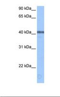 APOBEC3F / ARP8 Antibody - Brain cell lysate. Antibody concentration: 0.5 ug/ml. Gel concentration: 12%.  This image was taken for the unconjugated form of this product. Other forms have not been tested.