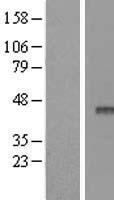 APOBEC3F / ARP8 Protein - Western validation with an anti-DDK antibody * L: Control HEK293 lysate R: Over-expression lysate