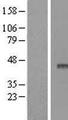 APOBEC3F / ARP8 Protein - Western validation with an anti-DDK antibody * L: Control HEK293 lysate R: Over-expression lysate