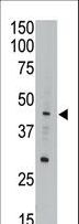 APOBEC3G / CEM15 Antibody - The anti-CEM15 antibody is used in Western blot to detect CEM15 in A549 cell lysate.