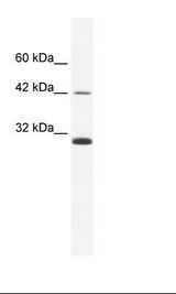 APOBEC3G / CEM15 Antibody - Daudi Cell Lysate.  This image was taken for the unconjugated form of this product. Other forms have not been tested.