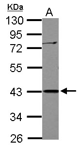 APOBEC3G / CEM15 Antibody - Sample (30 ug of whole cell lysate) A: Jurkat 10% SDS PAGE APOBEC3G antibody diluted at 1:1000