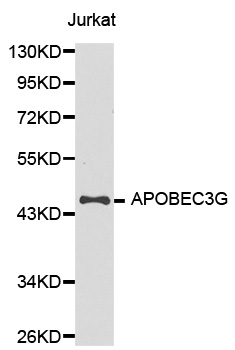 APOBEC3G / CEM15 Antibody - Western blot analysis of extracts of Jurkat cells.