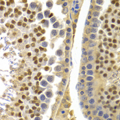 APOBEC3G / CEM15 Antibody - Immunohistochemistry of paraffin-embedded rat testis.