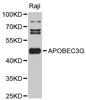 APOBEC3G / CEM15 Antibody - Western blot analysis of extracts of Raji cells, using APOBEC3G antibody at 1:3000 dilution. The secondary antibody used was an HRP Goat Anti-Rabbit IgG (H+L) at 1:10000 dilution. Lysates were loaded 25ug per lane and 3% nonfat dry milk in TBST was used for blocking. An ECL Kit was used for detection and the exposure time was 20s.