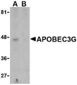 APOBEC3G / CEM15 Antibody - Western blot of APOBEC3G expression in Caco-2 cell lysate in the (A), absence and (B) presence of blocking peptide with APOBEC3G antibody at 5 ug/ml.