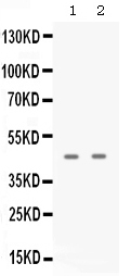 APOBEC3G / CEM15 Antibody - Western blot - Anti-APOBEC3G Picoband Antibody