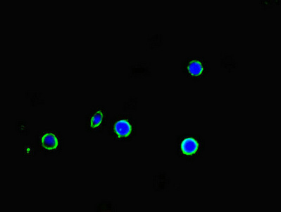 APOBEC3G / CEM15 Antibody - Immunofluorescent analysis of mcf-7 cells diluted at 1:100 and Alexa Fluor 488-congugated AffiniPure Goat Anti-Rabbit IgG(H+L)