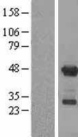APOBEC3G / CEM15 Protein - Western validation with an anti-DDK antibody * L: Control HEK293 lysate R: Over-expression lysate