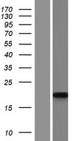 APOBEC3H Protein - Western validation with an anti-DDK antibody * L: Control HEK293 lysate R: Over-expression lysate