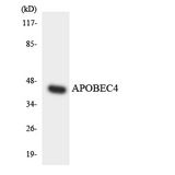 APOBEC4 Antibody - Western blot analysis of the lysates from HT-29 cells using APOBEC4 antibody.