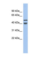 APOBEC4 Antibody - APOBEC4 antibody Western blot of Fetal Brain lysate. This image was taken for the unconjugated form of this product. Other forms have not been tested.