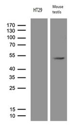APOBEC4 Antibody - Western blot analysis of extracts. (35ug) from HT29 and mouse testis by using anti-APOBEC4 monoclonal antibody. (1:500)