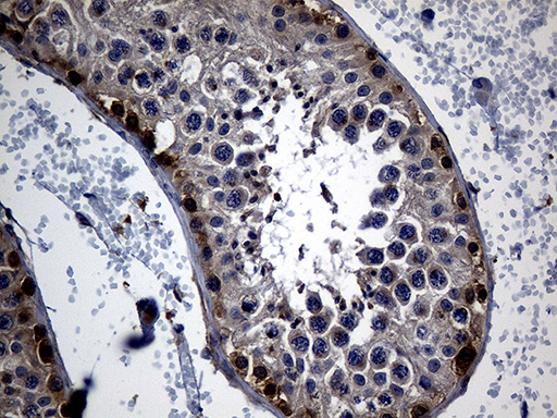 APOBEC4 Antibody - Immunohistochemical staining of paraffin-embedded Human testicle tissue within the normal limits using anti-APOBEC4 mouse monoclonal antibody. (Heat-induced epitope retrieval by 1mM EDTA in 10mM Tris buffer. (pH8.5) at 120°C for 3 min. (1:500)