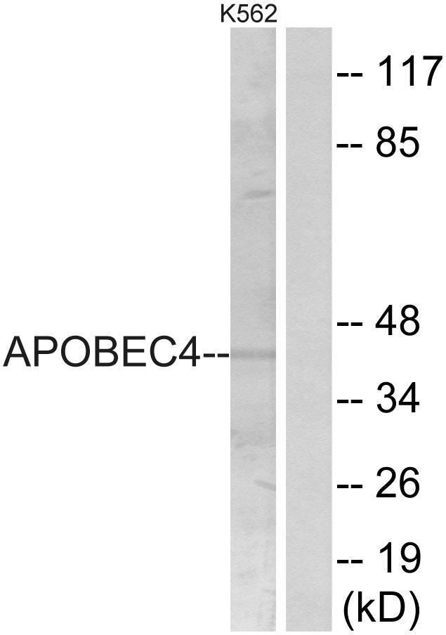APOBEC4 Antibody - Western blot analysis of extracts from K562 cells, using APOBEC4 antibody.