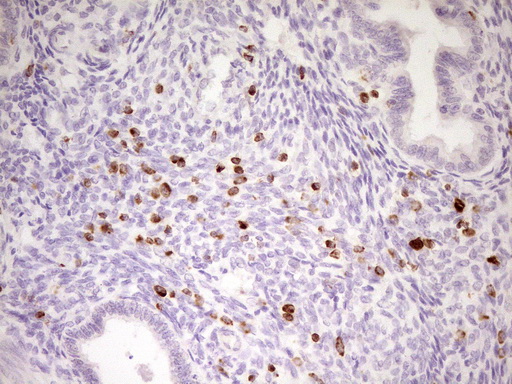 APOBR / APOB48R Antibody - Immunohistochemical staining of paraffin-embedded Human endometrium tissue within the normal limits using anti-APOBR mouse monoclonal antibody. (Heat-induced epitope retrieval by 1 mM EDTA in 10mM Tris, pH8.5, 120C for 3min,