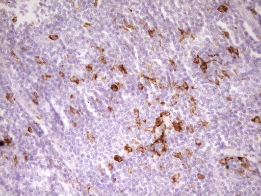 APOBR / APOB48R Antibody - Immunohistochemical staining of paraffin-embedded Human tonsil within the normal limits using anti-APOBR mouse monoclonal antibody. (Heat-induced epitope retrieval by 1 mM EDTA in 10mM Tris, pH8.5, 120C for 3min,