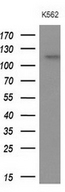 APOBR / APOB48R Antibody - Western blot analysis of extracts. (10ug) from 1 cell line by using anti-APOBR monoclonal antibody at 1:200 dilution.