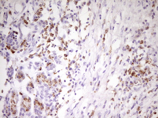 APOBR / APOB48R Antibody - IHC of paraffin-embedded Human pancreas tissue using anti-APOBR mouse monoclonal antibody. (Heat-induced epitope retrieval by 1 mM EDTA in 10mM Tris, pH8.5, 120°C for 3min).