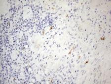 APOBR / APOB48R Antibody - Immunohistochemical staining of paraffin-embedded Human lymph node tissue within the normal limits using anti-APOBR mouse monoclonal antibody. (Heat-induced epitope retrieval by 1mM EDTA in 10mM Tris buffer. (pH8.5) at 120°C for 3 min. (1:150)
