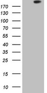 APOBR / APOB48R Antibody - HEK293T cells were transfected with the pCMV6-ENTRY control. (Left lane) or pCMV6-ENTRY APOBR. (Right lane) cDNA for 48 hrs and lysed. Equivalent amounts of cell lysates. (5 ug per lane) were separated by SDS-PAGE and immunoblotted with anti-APOBR. (1:2000)