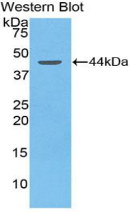 APOC2 / Apolipoprotein C II Antibody - Western blot of recombinant APOC2 / Apolipoprotein C II.  This image was taken for the unconjugated form of this product. Other forms have not been tested.