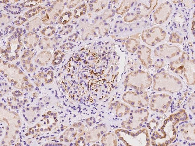 APOC2 / Apolipoprotein C II Antibody - Immunochemical staining of human APOC2 in human kidney with rabbit polyclonal antibody at 1:100 dilution, formalin-fixed paraffin embedded sections.