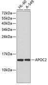 APOC2 / Apolipoprotein C II Antibody - Western blot analysis of extracts of various cell lines using APOC2 Polyclonal Antibody.