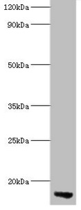 APOC3 / Apolipoprotein C III Antibody - Western blot All Lanes: Apolipoprotein C-III antibody at 2ug/ml+rat liver tissue Secondary Goat polyclonal to Rabbit lgG at 1/15000 dilution Predicted band size: 11kDa Observed band size: 11kDa