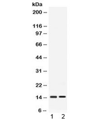 APOC3 / Apolipoprotein C III Antibody - Western blot testing of 1) rat liver and 2) mouse liver lysate with APOC3 antibody at 0.5ug/ml. Predicted molecular weight 9-11 kDa.